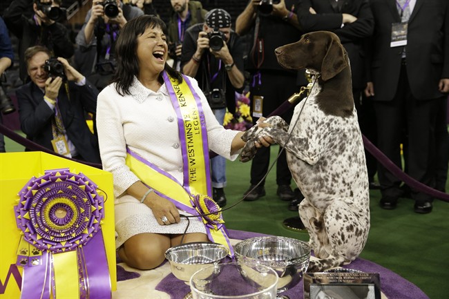 CJ the German shorthaired pointer wins Westminster dog show | iNFOnews.ca CP36388344