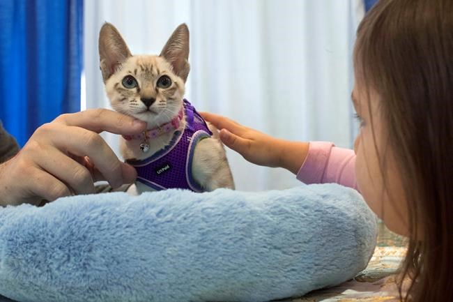 Border collie Fame(US) wins Westminster agility contest | iNFOnews.ca CP659744226