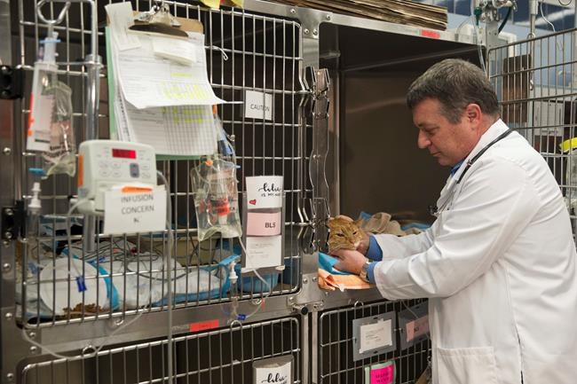 Correction: Declawing Cats story | iNFOnews.ca CP1544114357