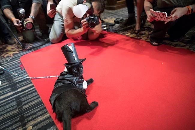 The Algonquin Hotel throws a 'purrty,' feline fashion show | iNFOnews.ca
