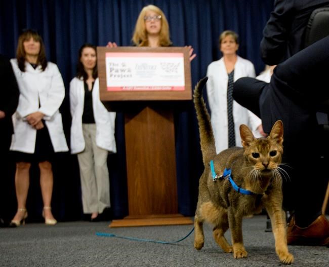 New York could become 1st state to ban declawing of cats | iNFOnews.ca
