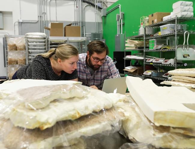 Toadstool footstools: Are organisms manufacturing's future? | iNFOnews.ca Toadstool footstools: Are organisms manufacturing's future? | iNFOnews.ca