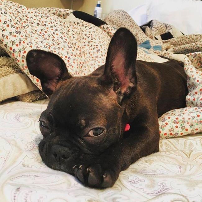 Please don't repo Fido: Lawmakers look to ban pet leasing | iNFOnews.ca