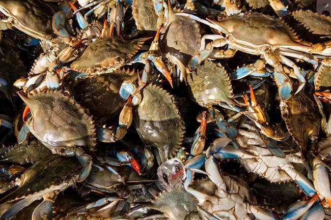 Survey shows ongoing rebound for Chesapeake's blue crabs | iNFOnews.ca Survey shows ongoing rebound for Chesapeake's blue crabs | iNFOnews.ca