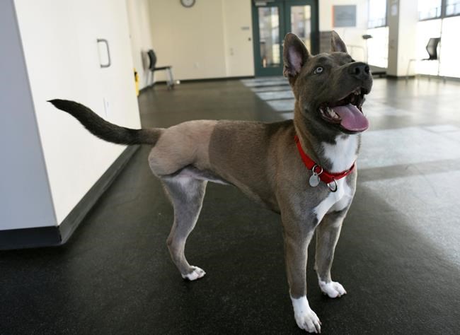 Man admits abusing girlfriend's puppy so badly it lost leg | iNFOnews.ca Man admits abusing girlfriend's puppy so badly it lost leg | iNFOnews.ca