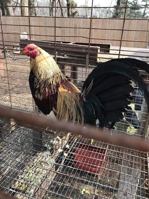 Long Island man arrested on cockfighting charges | iNFOnews.ca