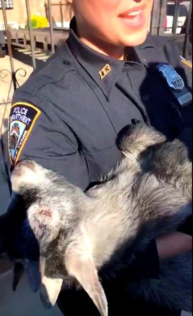 New York police rescue "GOAT ... and it's not @TomBrady" | iNFOnews.ca
