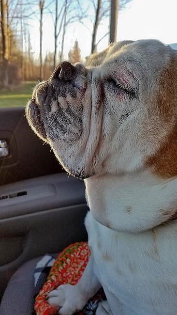 Dog who got forever home thanks to a hospice dies of cancer | iNFOnews.ca