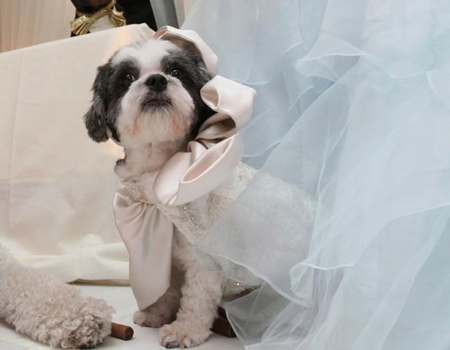 Dog 'bride' in 'Most Expensive Pet Wedding' dies at 13 | iNFOnews.ca