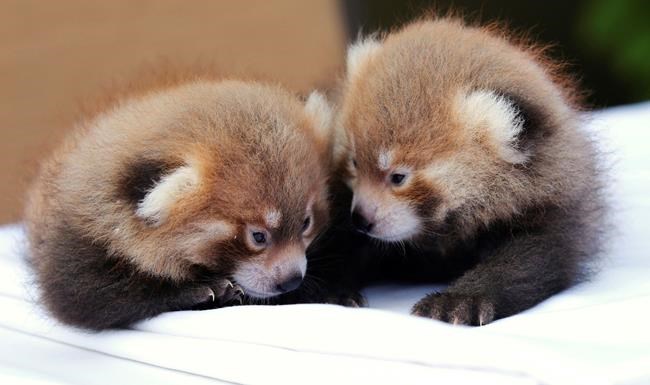 Upstate NY zoo announces birth of twin red panda cubs | iNFOnews.ca