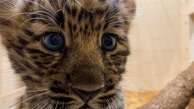 Rare Amur leopard cubs go on view at zoo; no names yet | iNFOnews.ca