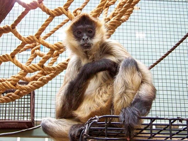 A monkey named Spiderman dies in New York at age 43 | iNFOnews.ca