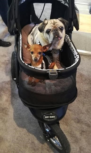 Pet lovers meet pet stars at Manhattan's PetCon | iNFOnews.ca Pet lovers meet pet stars at Manhattan's PetCon | iNFOnews.ca