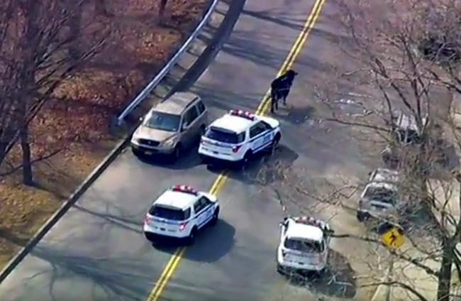 Bull that led police chase after slaughterhouse escape dies | iNFOnews.ca Bull that led police chase after slaughterhouse escape dies | iNFOnews.ca