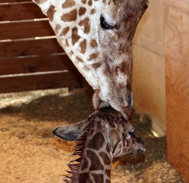 It's a boy! Zoo confirms April the giraffe's calf is a male | iNFOnews.ca