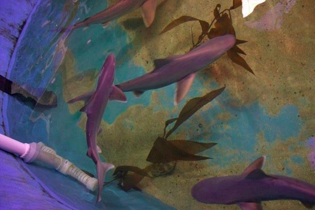 Man convicted of trafficking sharks kept in his basement | iNFOnews.ca