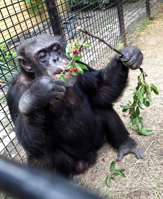 The Latest: Lawyer argues that a chimp is legally a person | iNFOnews.ca The Latest: Lawyer argues that a chimp is legally a person | iNFOnews.ca