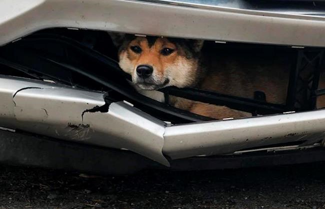 Ruff ride: Dog struck by car rides inside bumper for miles | iNFOnews.ca