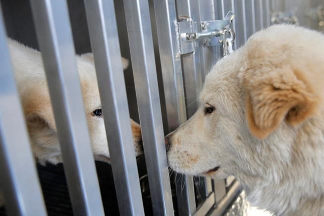 46 dogs arrive in NY from South Korea, saved from slaughter | iNFOnews.ca