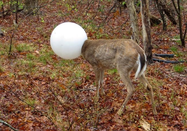 Officer rescues deer that had its head caught in light globe | iNFOnews.ca