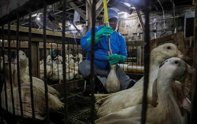 New York City lawmakers pass bill banning sale of foie gras | iNFOnews.ca