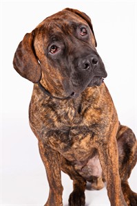 American Kennel Club adds 4 new breeds; they'll be eligible for Westminster dog show in 2016 | iNFOnews.ca