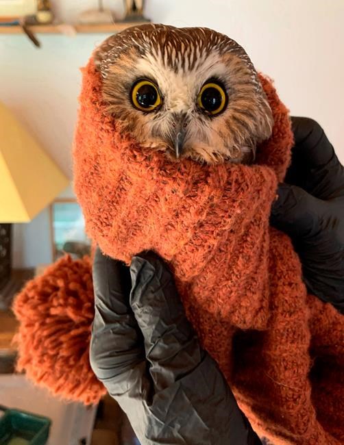 Rocky the Christmas tree stowaway owl returns to the wild | iNFOnews.ca