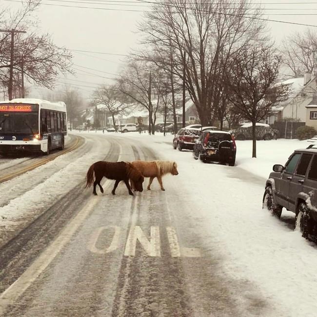 NY Little Pony: City police wrangle tiny horses in the snow | iNFOnews.ca NY Little Pony: City police wrangle tiny horses in the snow | iNFOnews.ca