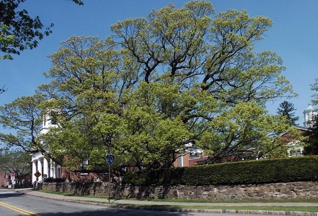 Community reluctantly bidding farewell to 600-year-old tree | iNFOnews.ca