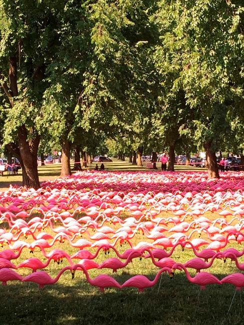 Park system celebrates 150 years with pink flamingo record | iNFOnews.ca