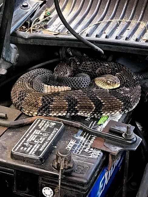 Man finds rattlesnake under hood while trying to start car | iNFOnews.ca Man finds rattlesnake under hood while trying to start car | iNFOnews.ca