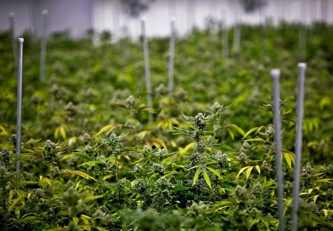 Veterans are key as surge of states OK medical pot for PTSD | iNFOnews.ca Veterans are key as surge of states OK medical pot for PTSD | iNFOnews.ca