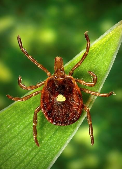 Science Says: Too early for forecast on Lyme disease ticks | iNFOnews.ca Science Says: Too early for forecast on Lyme disease ticks | iNFOnews.ca