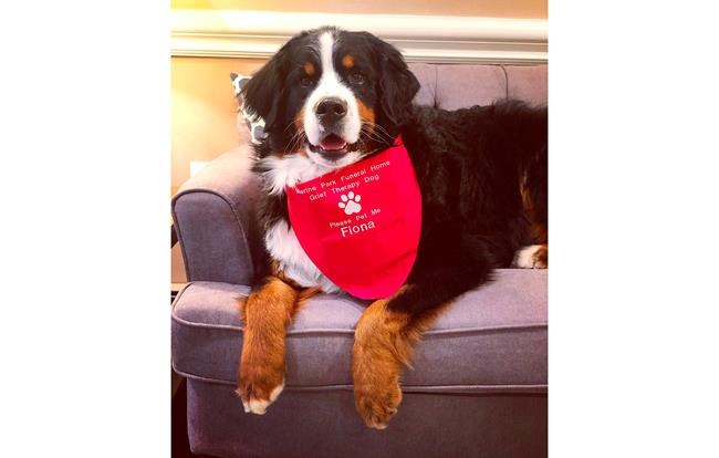 NYC funeral home dog is 1 millionth 'canine good citizen' | iNFOnews.ca