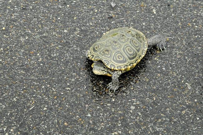Kennedy airport takeoffs disrupted by turtles' mating ritual | iNFOnews.ca Kennedy airport takeoffs disrupted by turtles' mating ritual | iNFOnews.ca