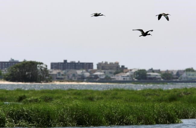'Miracle on the Hudson' legacy: 70,000 slain birds | iNFOnews.ca