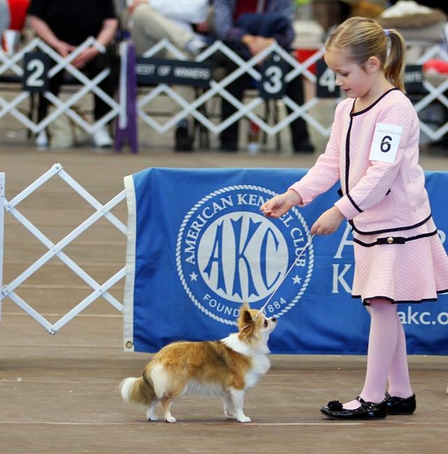 Dog show's young handlers take a grown-up sport in stride | iNFOnews.ca