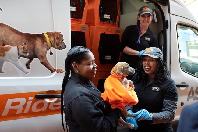 A rescued puppy named Apple marks relocation milestone | iNFOnews.ca A rescued puppy named Apple marks relocation milestone | iNFOnews.ca