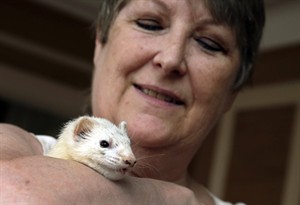 New York City considers lifting 15-year ban on ferrets | iNFOnews.ca CP28652429
