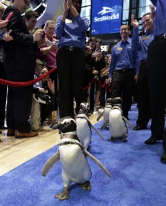 SeaWorld makes waves on the NYSE as stock climbs after $702 million IPO | iNFOnews.ca