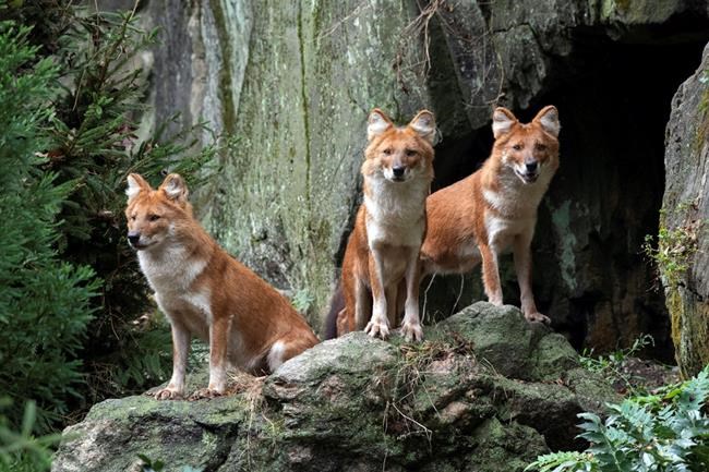 Pack of handsome wild dogs debuts at Bronx Zoo | iNFOnews.ca