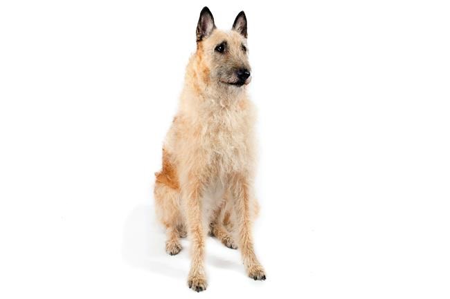 American Kennel Club adds a breed, with dog shows in flux | iNFOnews.ca American Kennel Club adds a breed, with dog shows in flux | iNFOnews.ca