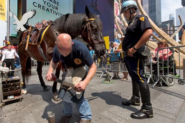 When NYPD horses lose shoes, the blacksmith comes to them | iNFOnews.ca CP556832618