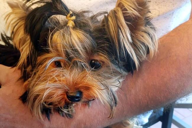 Yorkie's death at airport facility fuels legal fight | iNFOnews.ca