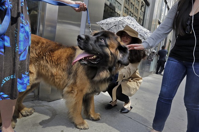 New test gauges dogs' city savvy, from navigating busy sidewalks to taking elevators | iNFOnews.ca CP34144955