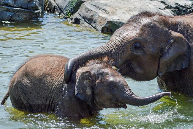 Baby elephant dies suddenly, just before 2nd birthday | iNFOnews.ca