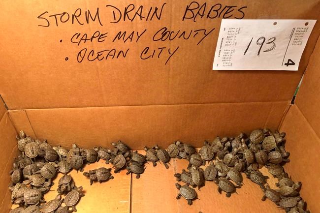 Cowabunga! More than 800 turtles rescued from storm drains | iNFOnews.ca