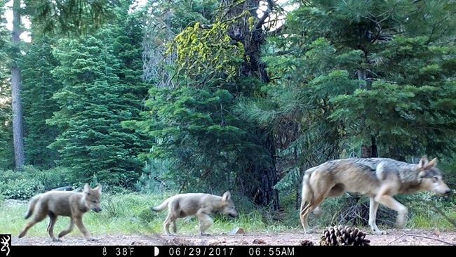 US wildlife officials aim to remove wolf protections in 2020 | iNFOnews.ca CP1133211644
