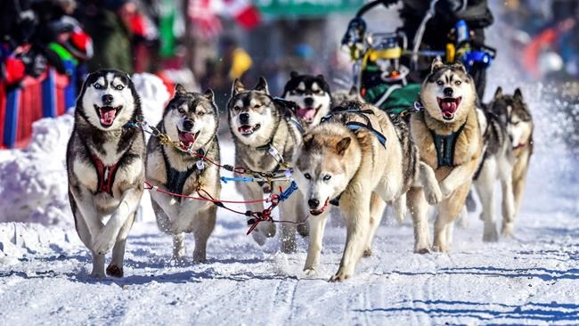 Canadian wins 250-mile dog sled race by a mere 35 seconds | iNFOnews.ca Canadian wins 250-mile dog sled race by a mere 35 seconds | iNFOnews.ca