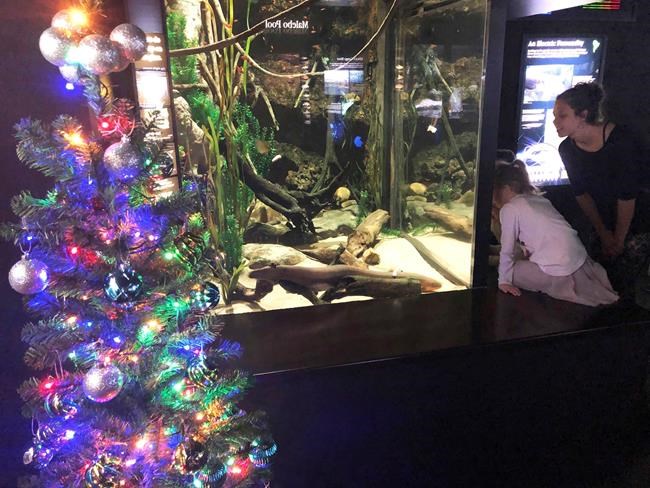 Shocked? Electric eel powers aquarium's Christmas lights | iNFOnews.ca